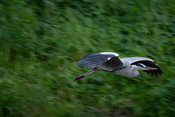 역동적으로 날아가는 왜가리