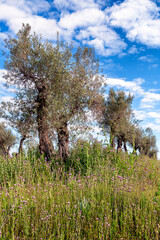 Olivos en primavera