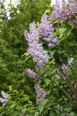 blooming lilac on a large bush