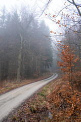 Fototapeta premium Foggy atmosphere in the forest