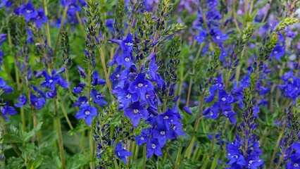 Obraz premium Sweden. Veronica prostrata, the prostrate speedwell or rock speedwell, is a species of flowering plant in the family Plantaginaceae, native to Europe. 