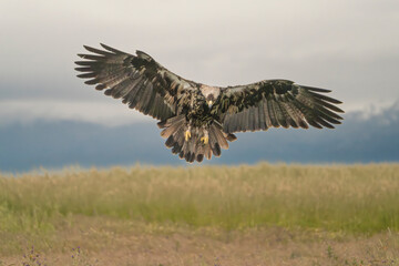 Spanish imperial eagle, Iberian imperial eagle, Spanish eagle or Adalbert's eagle - Aquila adalberti in flight, spanned wings. Photo from Calera y Chozas in Spain, Toledo Province. Vulnerable specie.