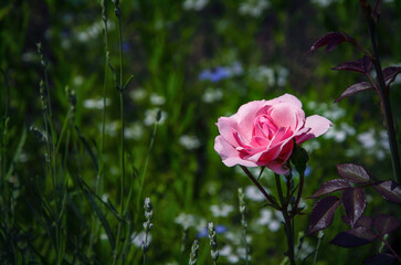 A soft pink rose at the beginning of its blooming against the background of other flowers blooming...