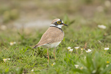 little ringed plover - Charadrius dubius on ground in green grass. Photo from Calera y Chozas in Spain, Toledo Province.