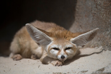 A sleepy Fennec Fox (Vulpes zerda).