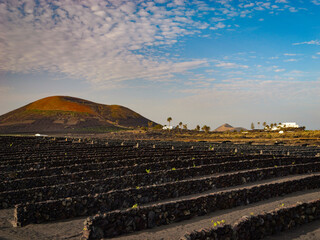 Obraz premium Straight rows of stone walls protect grapevines within the dark volcanic soil. Unique, traditionally shaped vineyards stretch across landscape beneath a distant conical volcanic mountain at Lanzarote