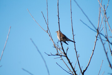 robin on a branch