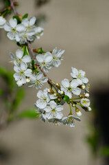 Obraz premium Cherry blossoms