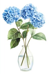 Watercolor painting of three blue hydrangeas in a clear glass vase with water