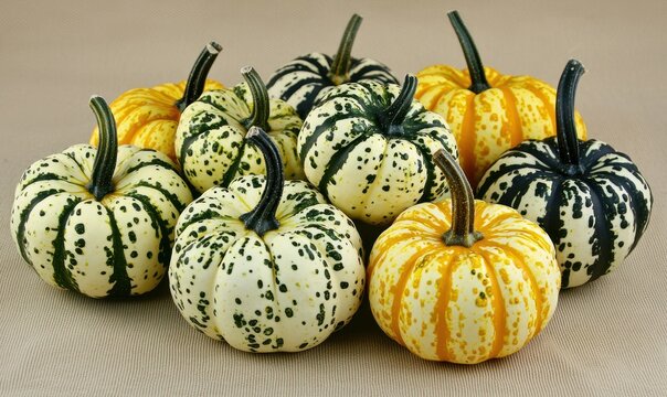 A close-up shot of ten small pumpkins, variegated in yellow, green, and black, arranged on a neutral background.  The pumpkins are diverse, exhibiting different patterns and shades - Powered by Adobe