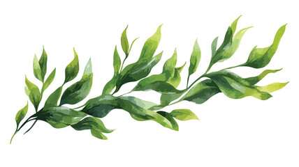 Vibrant Seaweed Vector Illustration Isolated on White Background