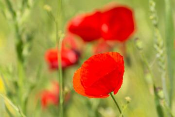 Red poppies - Papaver rhoeas - in Spain. Beautiful natural red color for background	