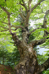 strange big tree with trunk all around from which many knots start branches with green leaves
