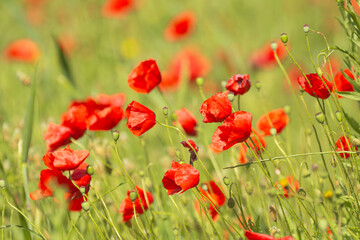 Red poppies - Papaver rhoeas - in Spain. Beautiful natural red color for background	