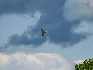 Red kite with outstretched wings under dark cloud. Majestic and calm in flight. Copy space. Space for texts and designs.