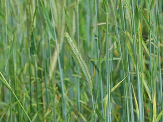 Rye ears in focus against the large field to the background. Copy space. Space for texts and designs