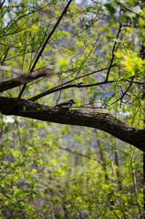 Woodpecker
