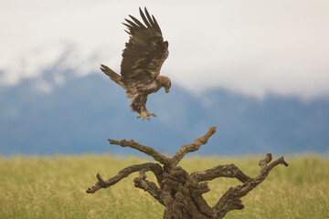 Spanish imperial eagle, Iberian imperial eagle, Spanish eagle or Adalbert's eagle - Aquila adalberti landing on perched. Photo from Calera y Chozas in Spain, Toledo Province. Vulnerable specie.
