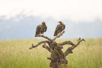 Two Spanish imperial eagles, Iberian imperial eagles, Spanish eagles or Adalbert's eagles - Aquila adalberti perched. Photo from Calera y Chozas in Spain, Toledo Province. Vulnerable specie.