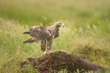 Spanish imperial eagle, Iberian imperial eagle, Spanish eagle or Adalbert's eagle - Aquila adalberti on ground, spanned wings. Photo from Calera y Chozas in Spain, Toledo Province. Vulnerable specie.