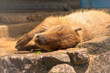 日向ぼっこを楽しむカピバラの背中越しの表情 ― 穏やかな午後のひととき｜Sunbathing Capybara Seen from Behind — A Peaceful Afternoon Moment