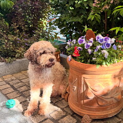 Ein Lagotto Romagnolo Hund im Garten