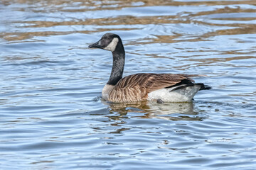 A Canada goose glides gracefully across a shimmering body of water, creating subtle ripples around its body. Reflections of light dance on the gently undulating surface.   enhancing the tranquility of