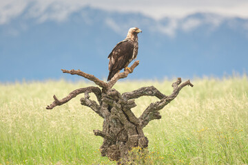 Spanish imperial eagle, Iberian imperial eagle, Spanish eagle or Adalbert's eagle - Aquila adalberti perched. Photo from Calera y Chozas in Spain, Toledo Province. Vulnerable specie.