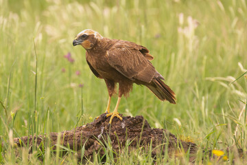 western marsh harrier - Circus aeruginosus staying on ground in green grass. Photo from Calera y Chozas in Spain, Toledo Province. C. a. aeruginosus.