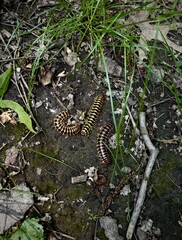 three American giant millipedes in Ohio