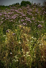 Obraz premium field of wildflowers, purple and yellow, ohio