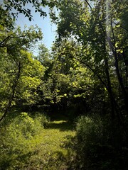 forest in the morning on a hike in ohio