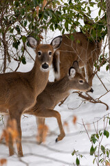 heard of deer in the woods