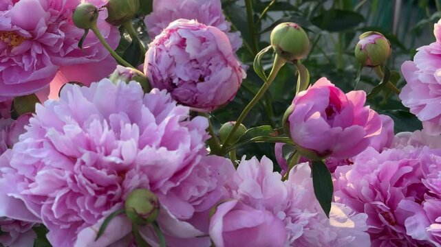 Beautiful delicate lush pink peonies