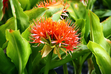 Blood lily blooming in vibrant orange among broad glossy green leaves