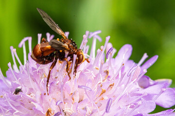 Gemeine Breitstirnblasenkopffliege (Sicus ferrugineus) auf der Blüte einer Witwenblume (Knautia)