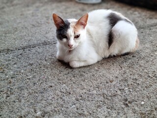 A beautiful tricolor calico cat resting in a loaf pose on concrete ground