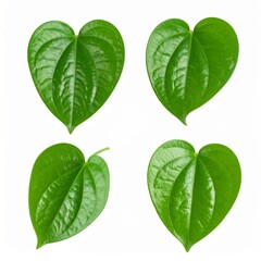 Betel Leaves on Isolated White Background – Heart-Shaped Pepper-Like Greens with Glossy Surface and Botanical Detail