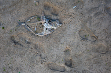 Fish skeleton on sandy beach in Essaouira, Morocco, surrounded by seagull and human footprints. Positioned in upper left with empty space for copyspace. Natural textures in soft light