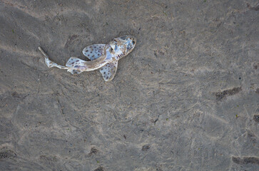 Dead small shark washed up on the beach in Essaouira, Morocco. Spotted pattern visible on fins, lying on wet sand with copy space
