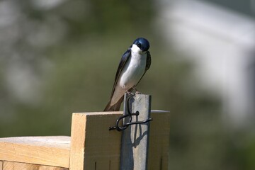 Tachycineta bicolor perched on a wooden box