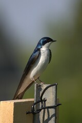 Tachycineta bicolor perched on a wooden box