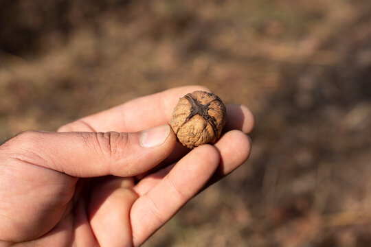  nut in hand.nature background