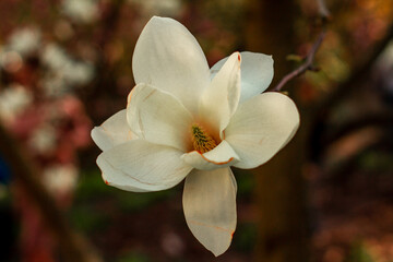 white magnolia flower