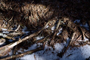 Dead tree trunk and snow with dramatic morning light background