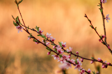 pink flowers in spring
