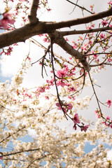 cherry blossom in spring