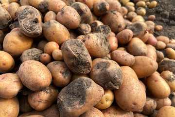 Damaged, spoiled potatoes, unhealthy vegetables. Sick, disease, late blight. Rotten harvest. Crop failure. Tuber affected by bacterial decay. Helminthosporium solani.