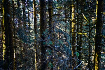Autumn forest in the morning on Himalayan mountain