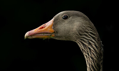 Close-up portrait of a grey goose with detailed feathers and a dark background.